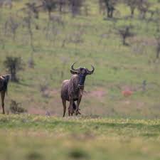 Mbirikani Group Ranch