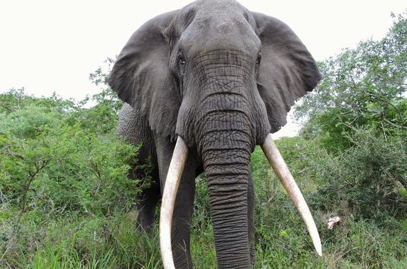 tembe-elephant-park-elephant-close-up