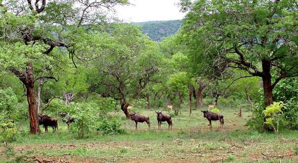 Mlawula Nature Reserve