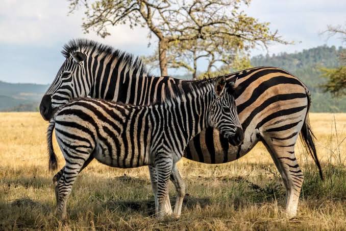 Mlilwane Wildlife Sanctuary
