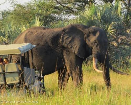 Moremi Game Reserve
