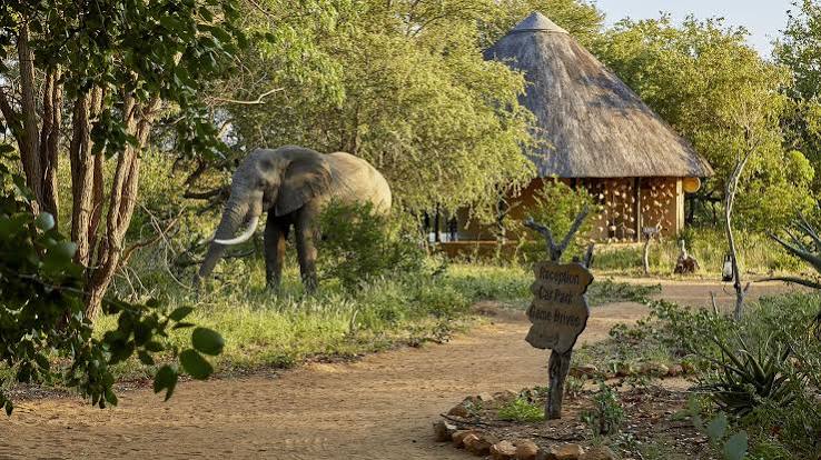 Motswari Private Game Reserve