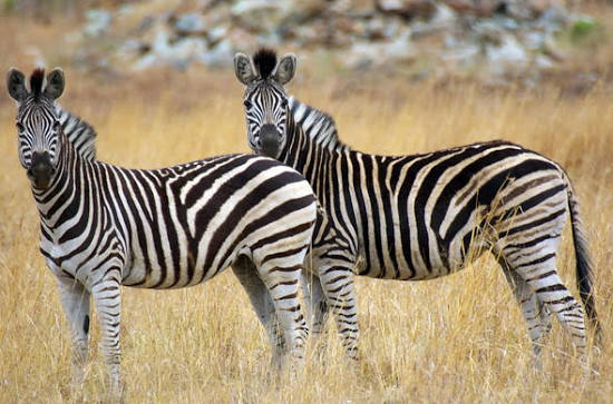 Mountain Zebra Plateau