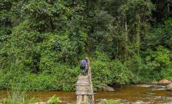 Mubwindi Swamp Extension