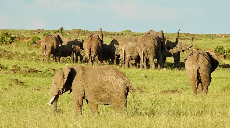 Musiara Marsh