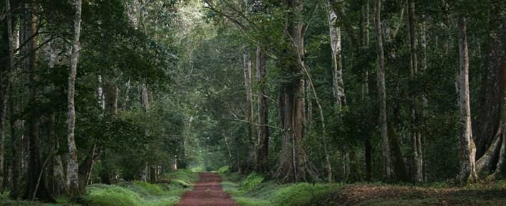 Mwera Forest Edge