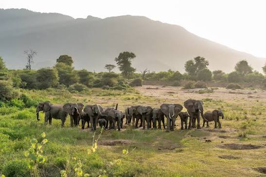 Namunyak Wildlife Conservancy