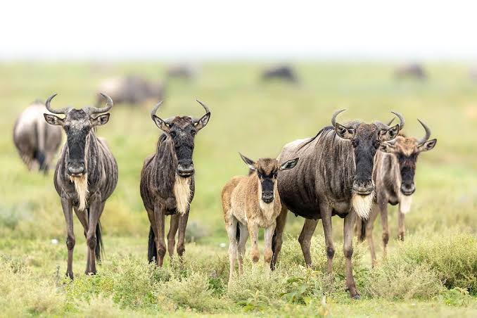 Ndutu