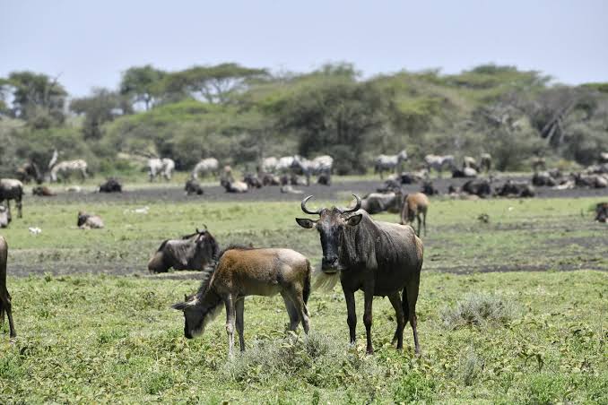 Ndutu Plains