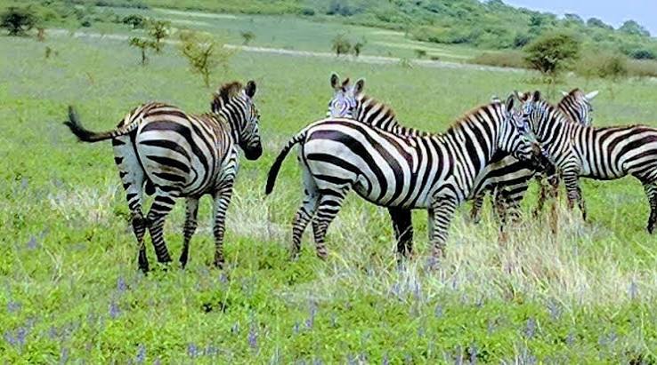Nechisar National Park