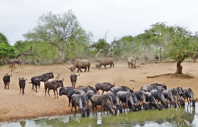 Nhlonhlela & Nsumo Waterhole Hides