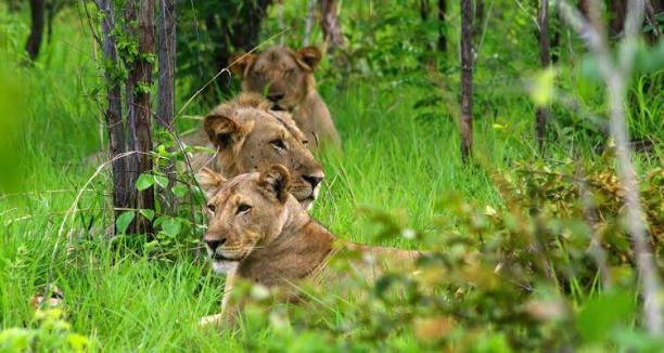 Niassa Special Reserve​