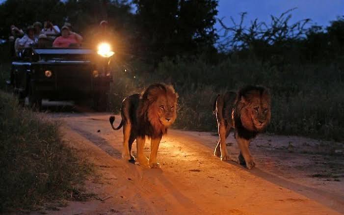 Night Drives & Walking Safaris