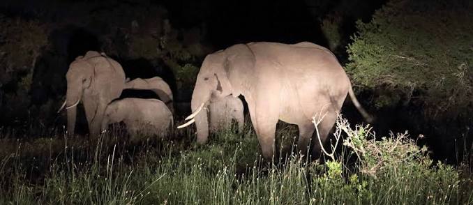 Night Game Drives