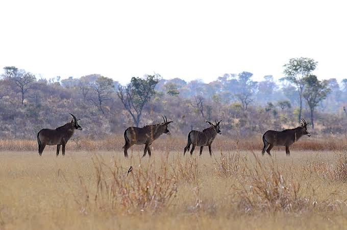 Northern Kalahari Woodlands