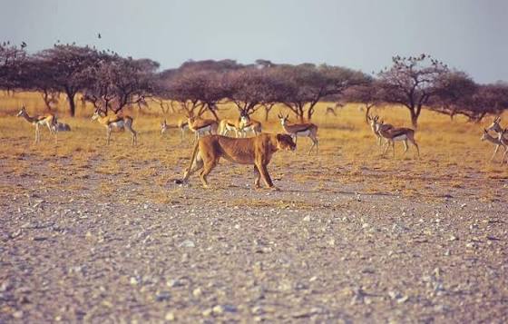 Nxai Pan National Park