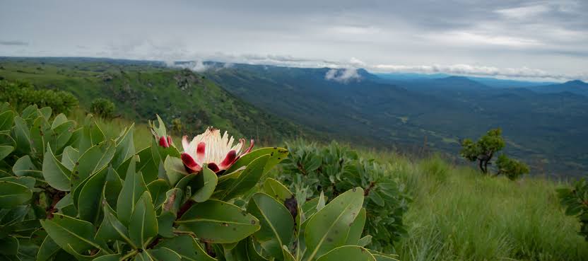 Nyika National Park Plateau