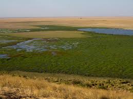 Ol Okenya Swamp