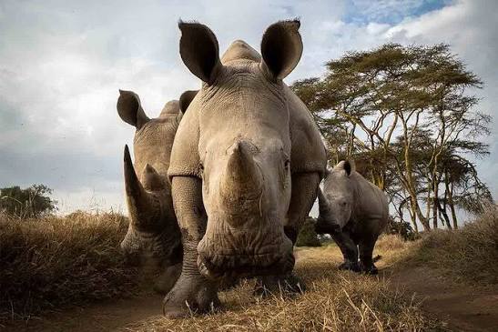 Ol Pejeta Conservancy