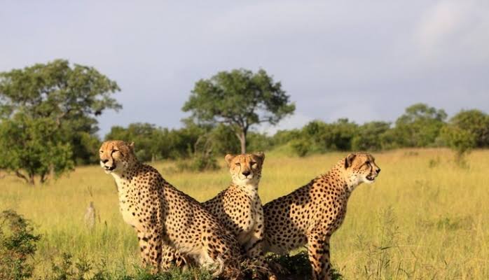 Open Savannah Grasslands