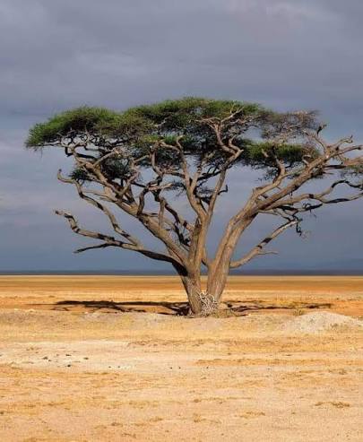 Open Savannah Plains