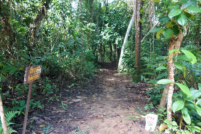 Primary Rainforest Trails