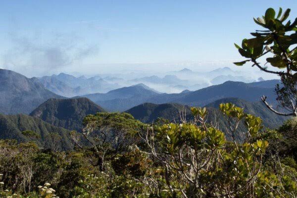 Rainforest Canopy Trails