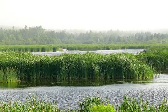 Reed Bed Labyrinth