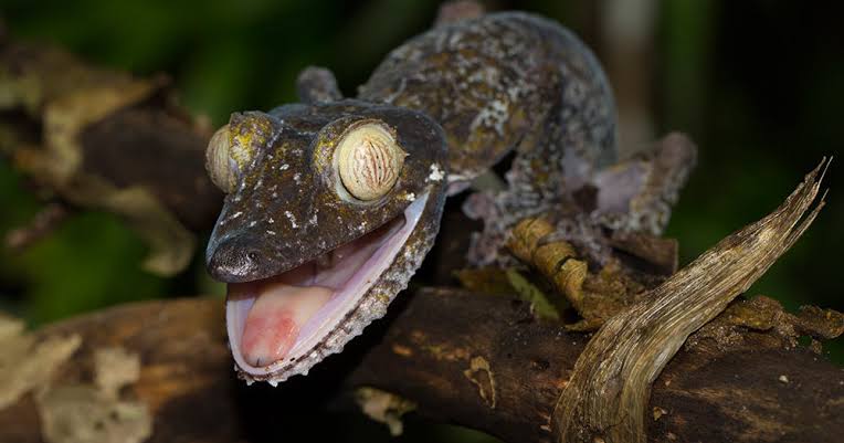 Reptile Habitat Zones