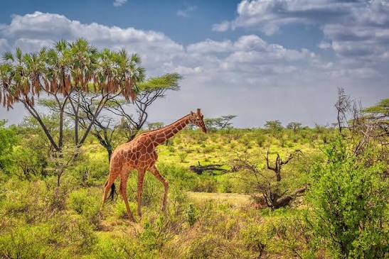 Reticulated Giraffe Range
