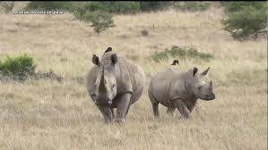 Rhino Conservation Areas