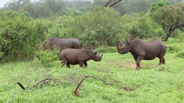 Rhino Sanctuary