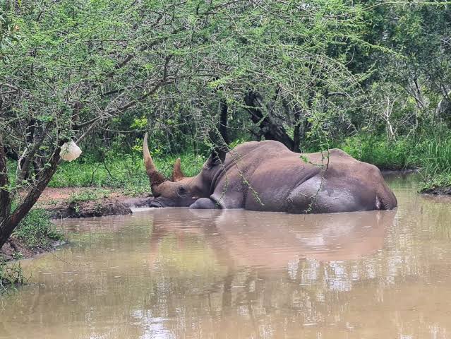 Rhino Territory