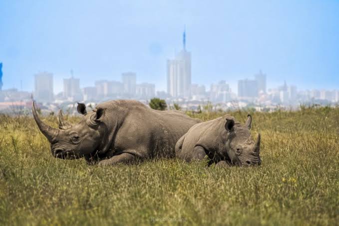 Rhinoceros Sanctuary Zone