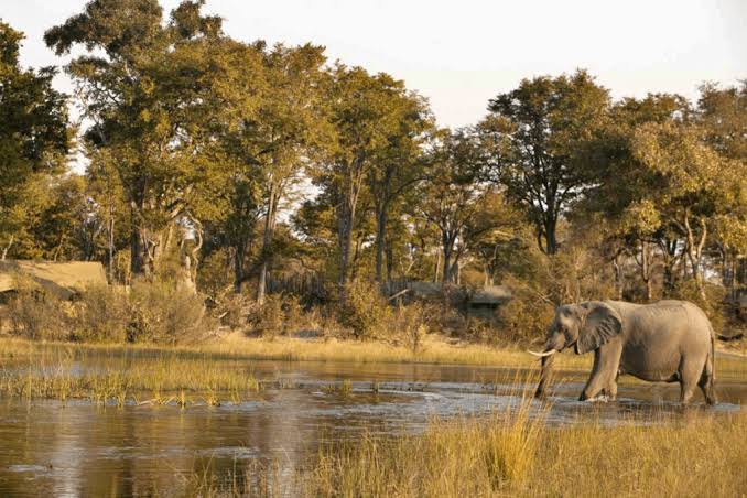 Riparian Forest Corridor