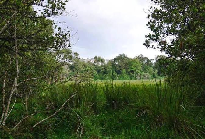 Riverine Forest Edge
