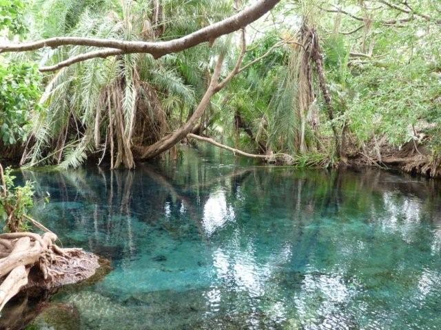 Riverine Forests