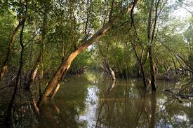 Riverine Forests