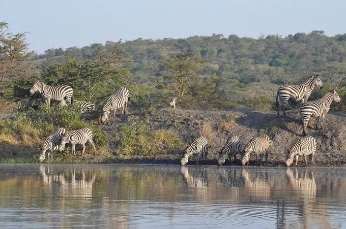 Rubanga Forest