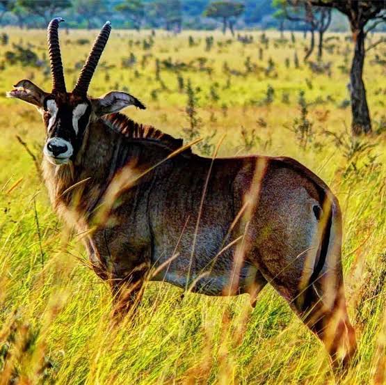 Ruma National Reserve