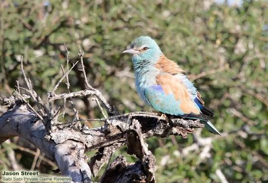 Sabi Sabi Bird Watching