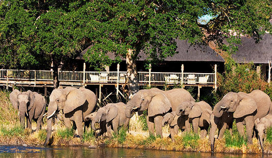 Sabi Sabi Nature Reserve