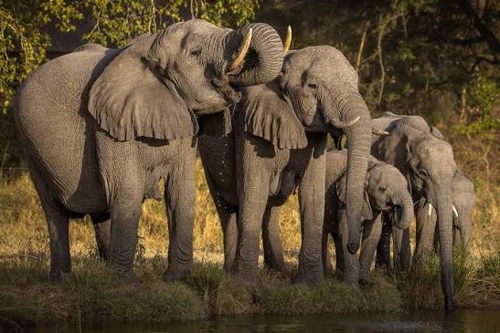 Sabi Sabi Photography Safaris