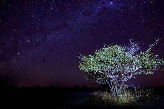 Sabi Sabi Stargazing