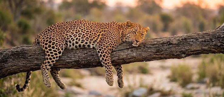 Sabi Sand Game Reserve