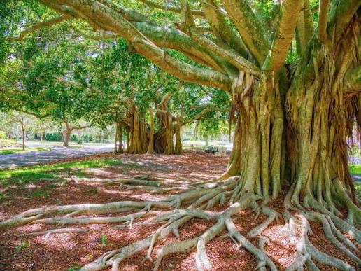 Sacred Banyan Trees