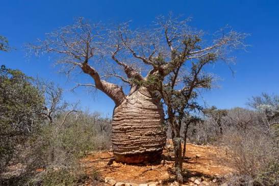 Sacred Baobab Sites