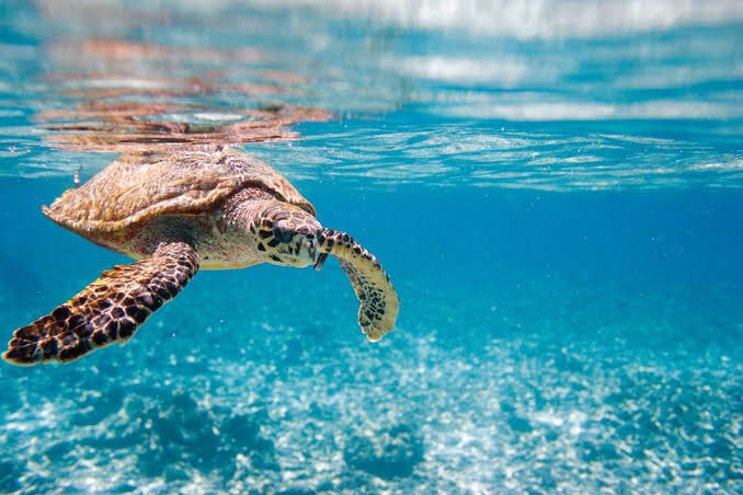 Sainte Anne Marine National Park