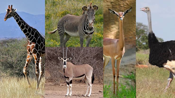 Samburu Special Five Habitat