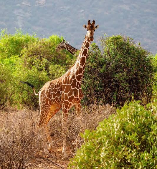 Samburu Woodland